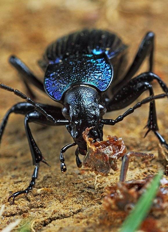 Похрустим?. Автор: Vladimir Neimorovets жужелица, жук, coleoptera, carabus (megodontus) septemcarinatus, carabus, краснодарский край, северо-западный кавказ,north-west caucasus, krasnodar territory, Vladimir Neimorovets