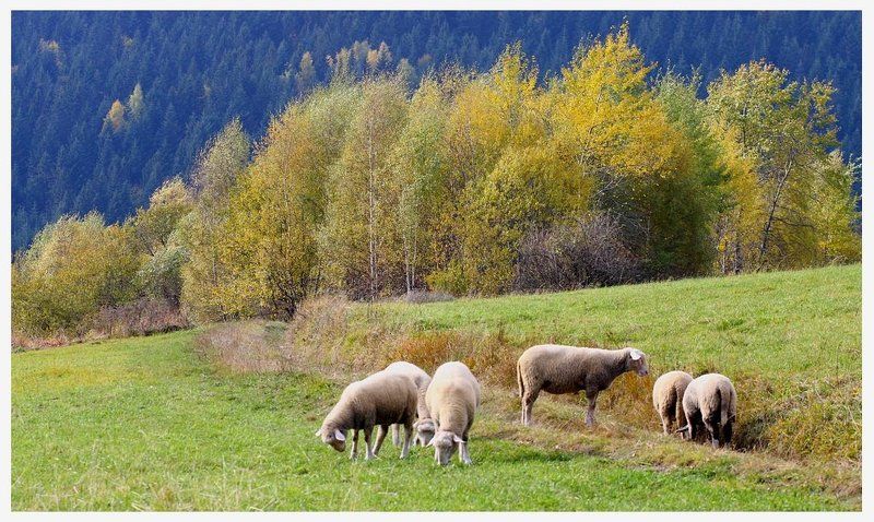 Совещание по следу IIphoto preview