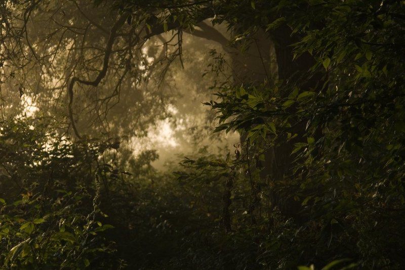 утро, заросли, джунгли, свет, туман, тропа, зелень, тунель Стремление к светломуphoto preview