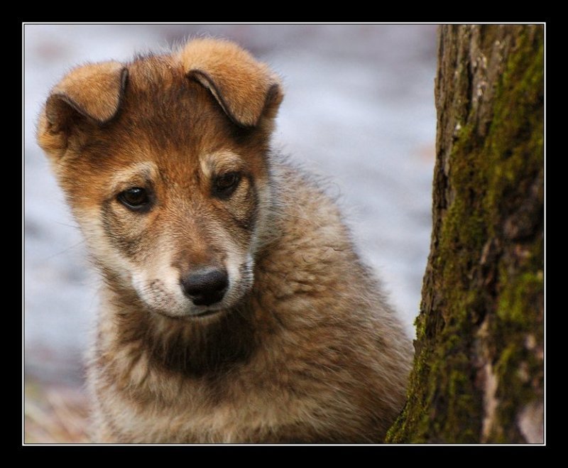 Кто это там?photo preview