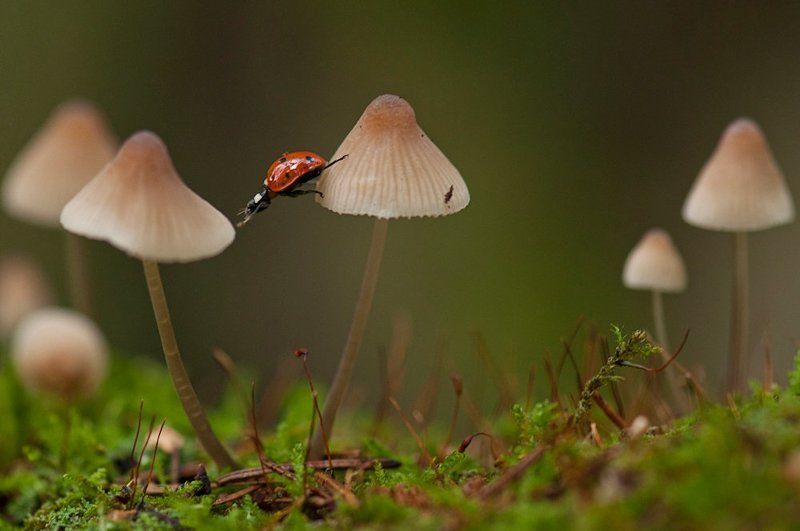 макро, божья коровка Похождения божьей коровкиphoto preview