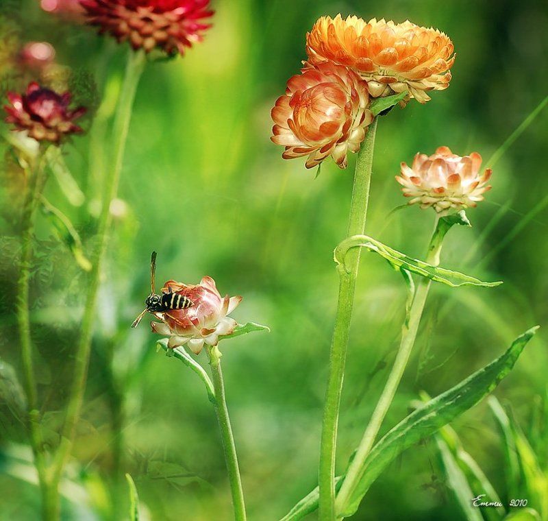 цветы, природа, зарисовка Лето.. фото превью