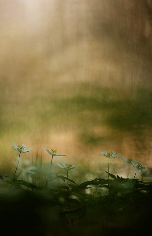 ветреничка дубравная, весна, цвет ветреные девыphoto preview