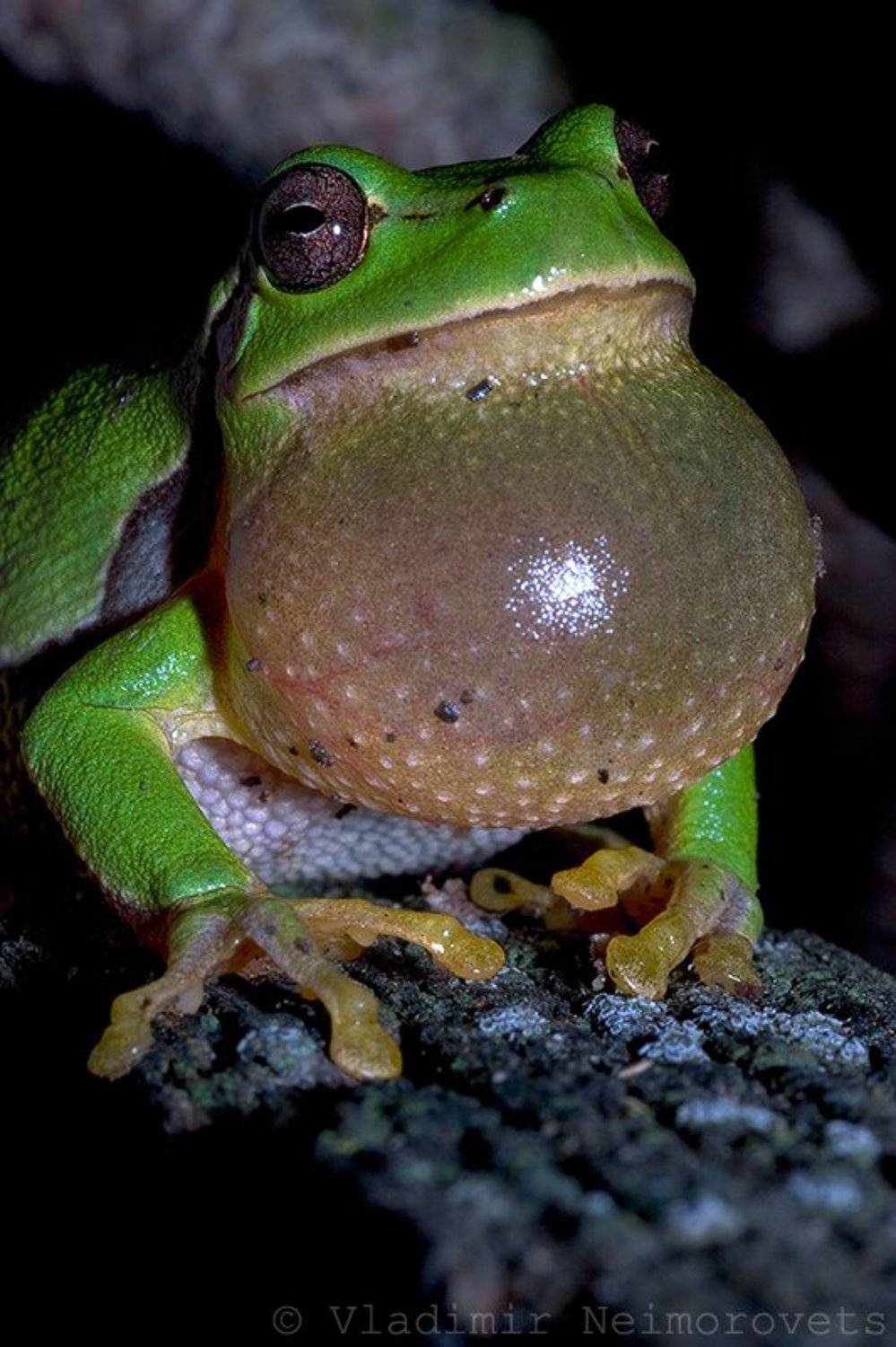 hyla arborea schelkownikowi, norh-west caucasus, krasnodar territory, квакша шелковникова, краснодарский край, северо-западный кавказ, amphibia, Vladimir Neimorovets
