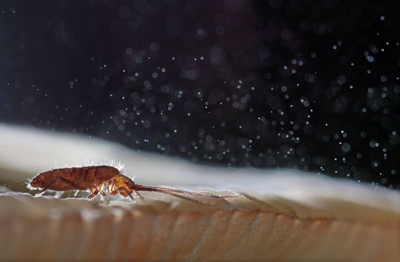 Снегопад 2photo preview