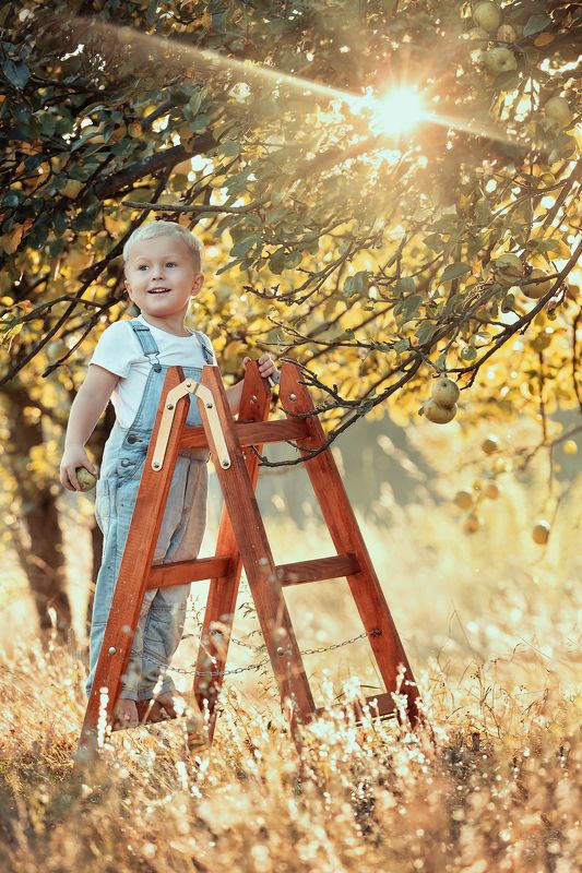 boy, apple, garden, sun, summer, autumn, happy boy in a apple gardenphoto preview