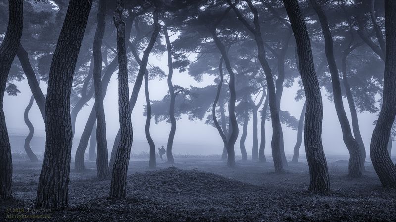 photographer pinetree tree wave fog misty morning landscape Korea before the dawnphoto preview