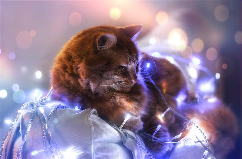 котикиправятмиромphoto preview