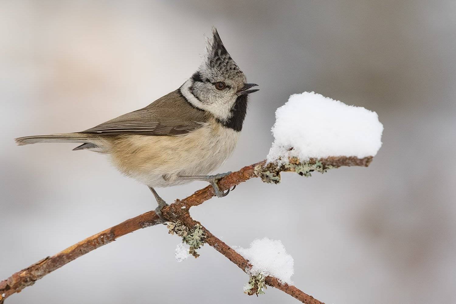 Гренадерка. Автор: Елена Давыдова , Елена Давыдова