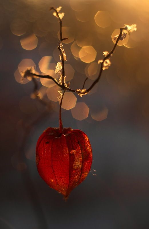 боке физалис ветка Физалисphoto preview