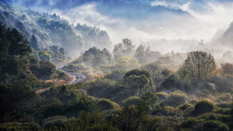 mountain fog misty trees forest morning sunrise landscape Korea Secret gardenphoto preview