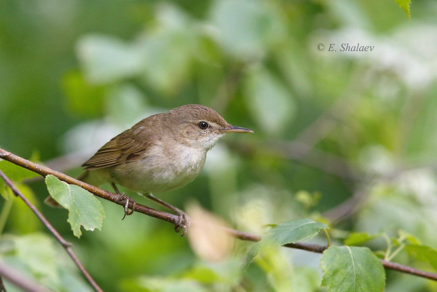 Носатая. Автор: Евгений камышевка,птица,птицы,фотоохота,birds,садовая камышовка,acrocephalus dumetorum, Евгений