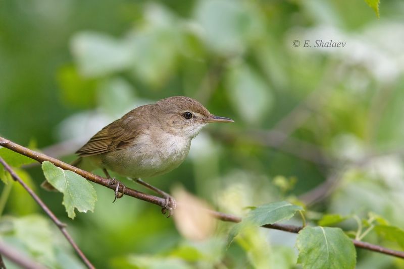 камышевка,птица,птицы,фотоохота,birds,садовая камышовка,acrocephalus dumetorum Носатаяphoto preview