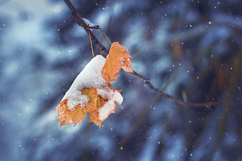 moment, момент, beautiful, красивый, nature, природа, beauty of nature, красота природы, canon 50, leaves, листья, maple, клен, winter, зима, snow, снег, snowy, снежно, blizzard, метель, cold, холодно, Зимний сон…photo preview