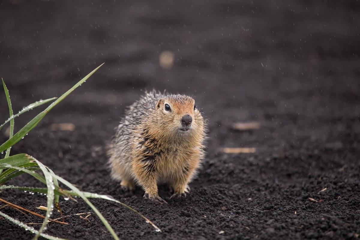 камчатка,животные,вулкан,природа,суслик,толбачик,фототур, Elena Pakhalyuk