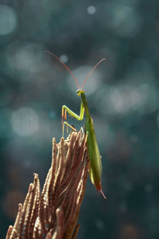 макро, богомол, природа photo preview