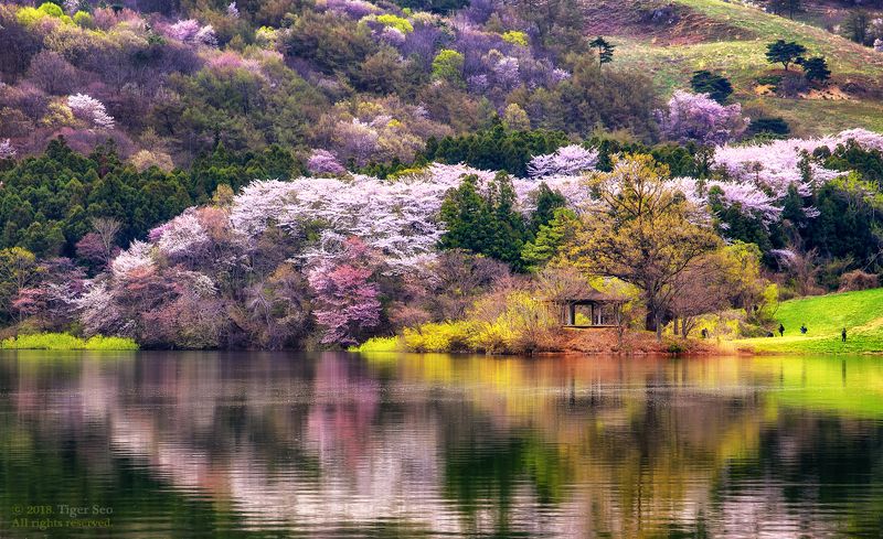 flower mountain trees water waterside reflection spring Korea landscape color of mountainphoto preview