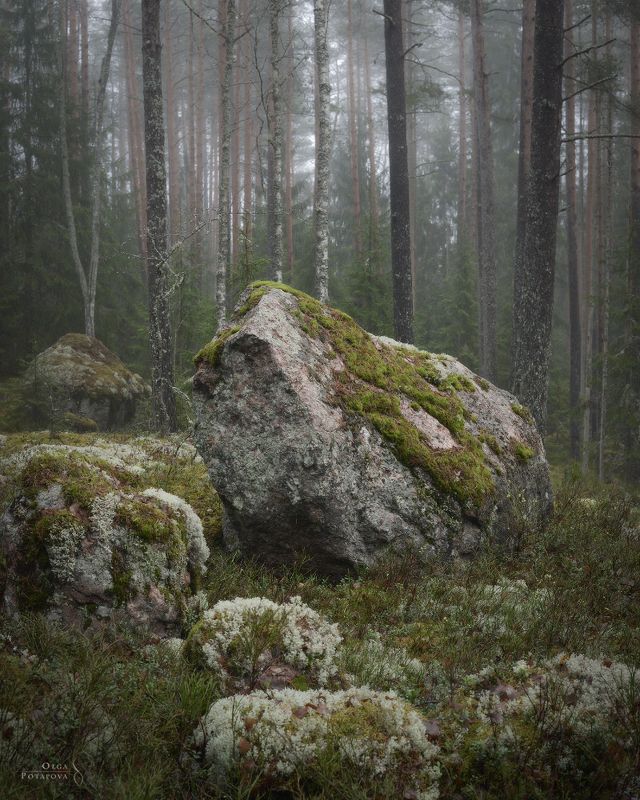 ленинградская область, туман, выборгский район, гвардейское, лес, тайга, чаща, камни, карельский перешеек Алтарьphoto preview