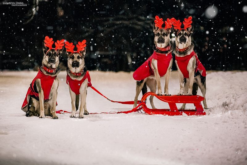 собака, природа, зима, овчарка, ночь,новый год Помощники Деда Морозаphoto preview