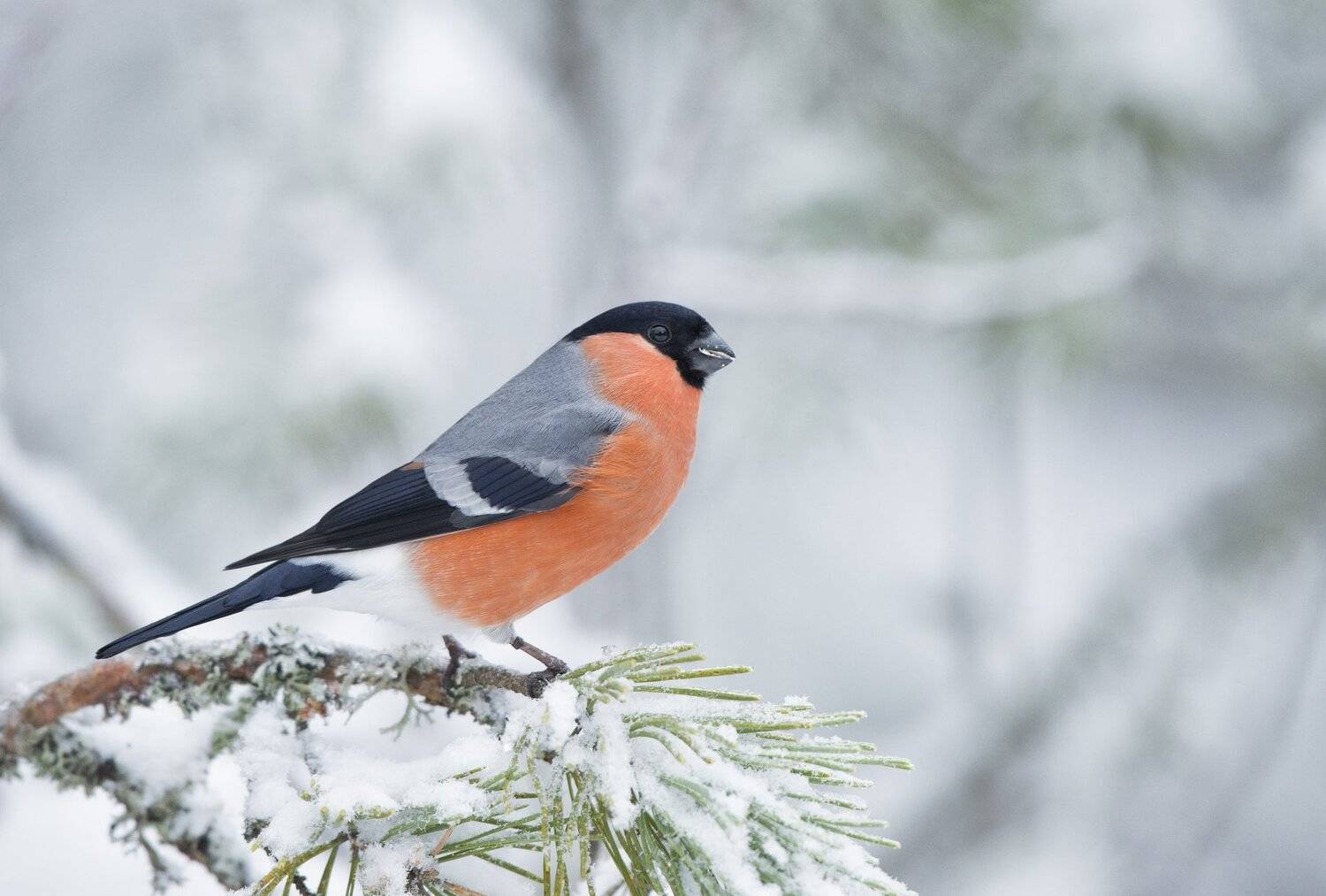 Символ зимы. Автор: Юрий Кулаков , Юрий Кулаков