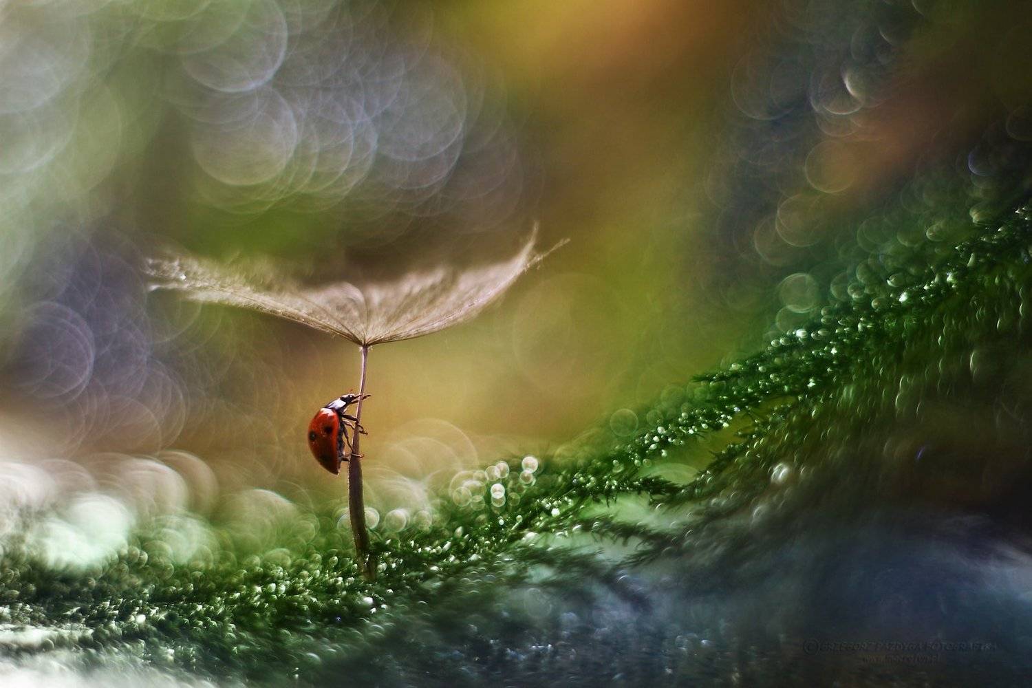 , Grzegorz macrofun Pazdyga