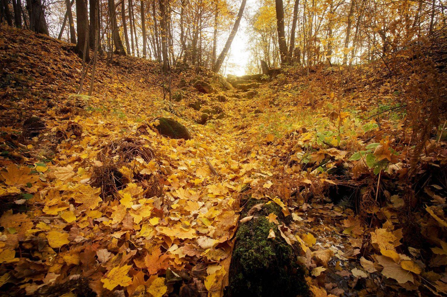 , александр таничев