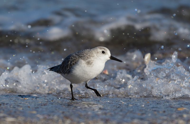 bird, birds, beach, seaside, shoreline, sea, water, animal, animals, sanderling, birdwatching, birding The one who running from the wavesphoto preview