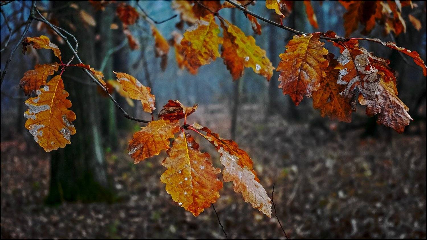 осень, листья, Шуриман