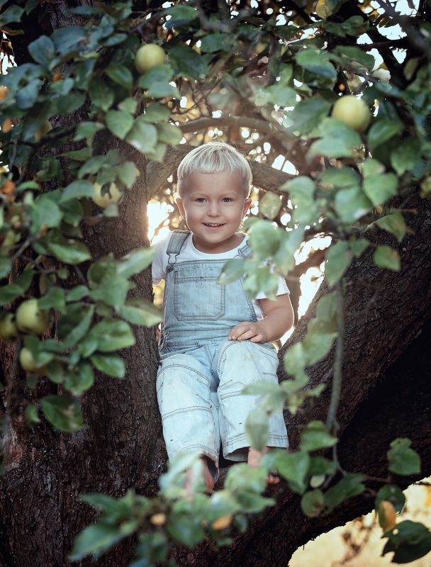 apple, apples, garden, boy, tree, summer, autumn Boy sitting on apple treephoto preview