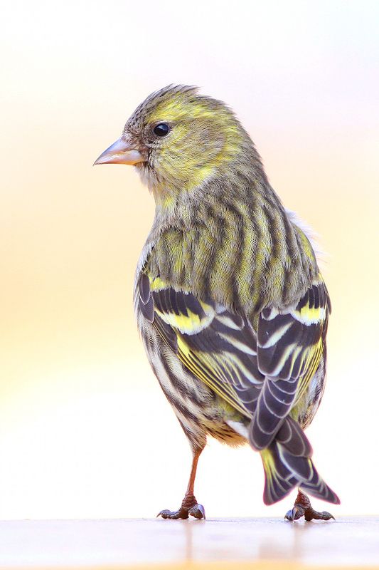 bird,morning,wildlife,nature,color,beautiful,scene,scenery,spring,wild,beauty,birds,light Top Modelphoto preview