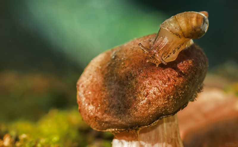 макро, природа, грибы, осень, улитки, янтарка, macro, nature, mushrooms, autumn, snails, Янтаркаphoto preview