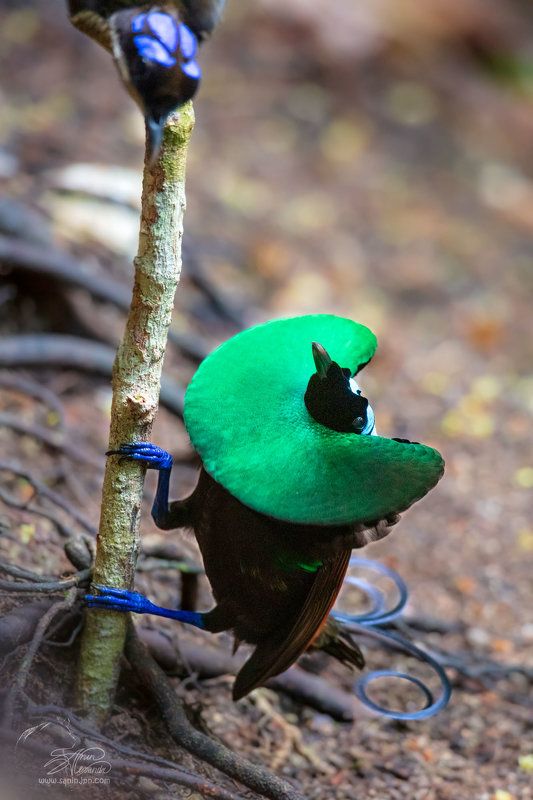 «Предложение сердца».photo preview