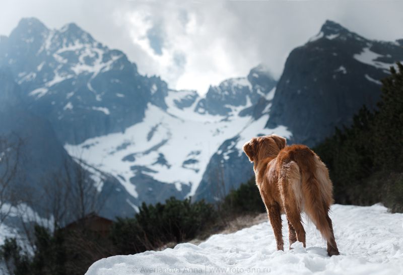 собака, природа в горахphoto preview