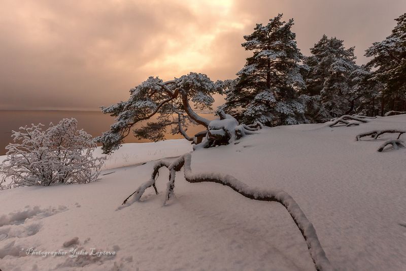 пейзаж,зима,природа,карелия,сосны,красота,декабрь \