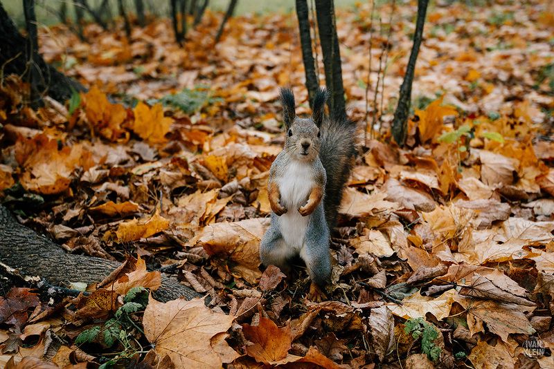 белка, животные, животное, природа, павловск, листья, осень, орехи, лес, парк, Кормление белкиphoto preview