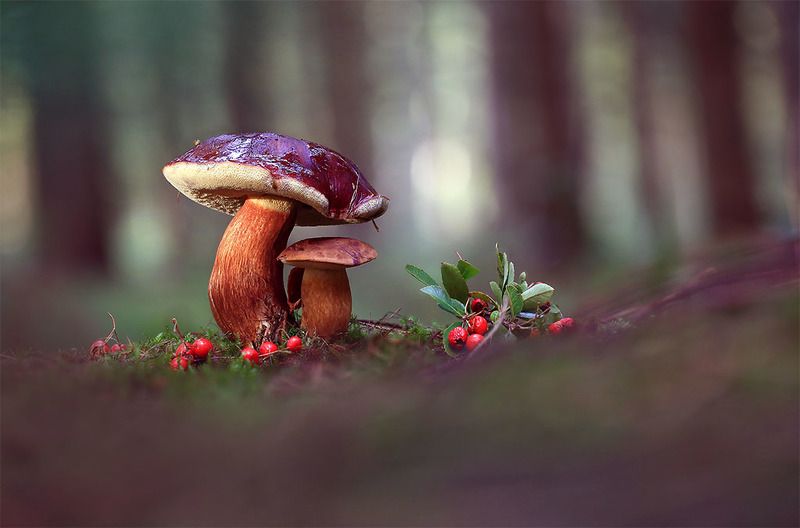 Лес,осень,грибы. Я тебя закрою от холодного дождя.photo preview