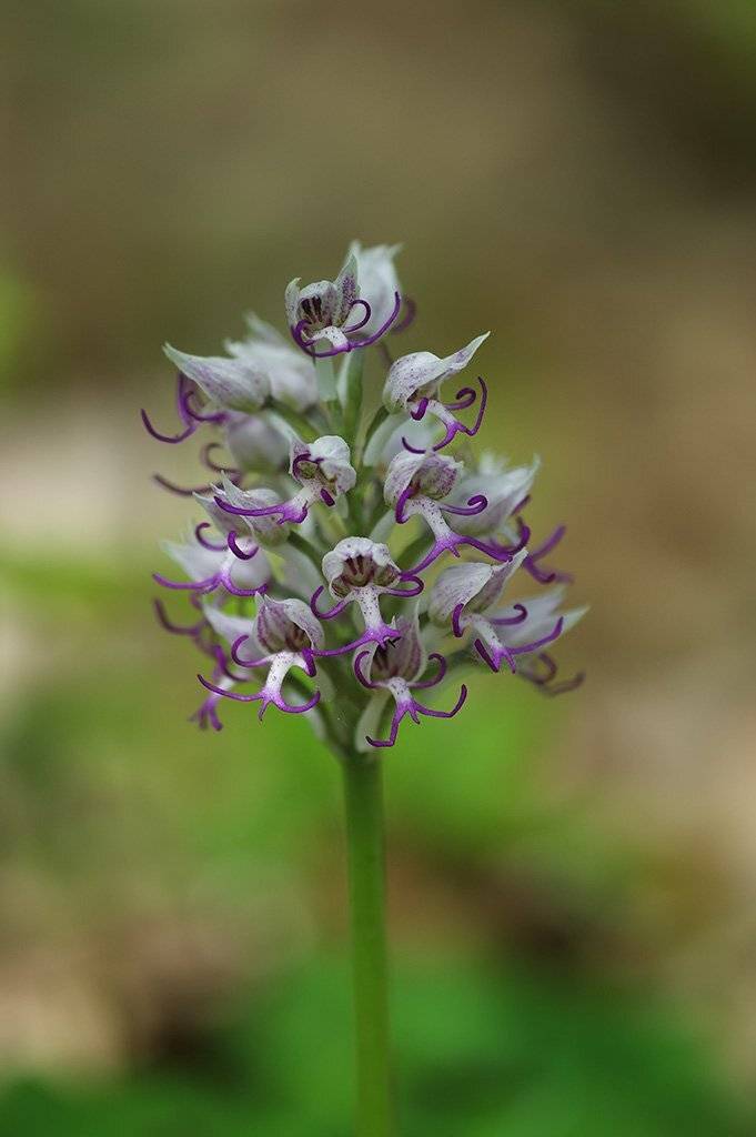 Ятрышник обезьяний. Автор: Александр Земляной природа, макро, растения, орхидные, ятрышник, Александр Земляной