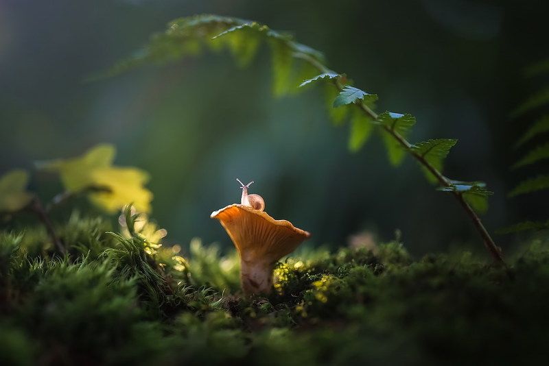 Где то спрятался ежикphoto preview