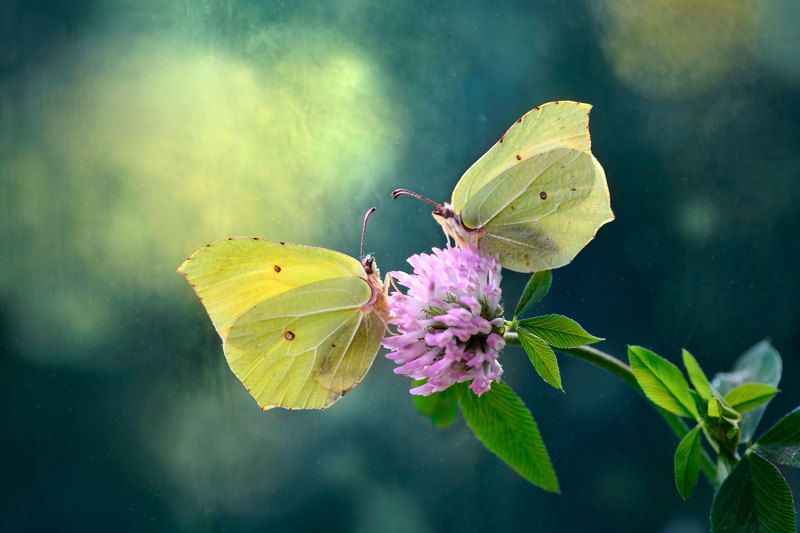 макро, природа, бабочки, пара бабочек, лимонницы, крушинницы, свидание  Свидание на медовом клевереphoto preview