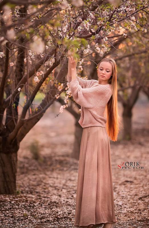 Fairy Forestphoto preview