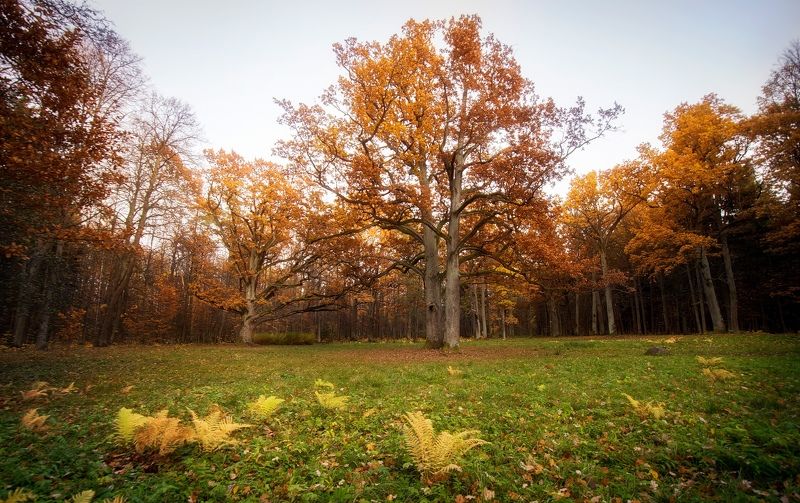Осенние дубы фото превью