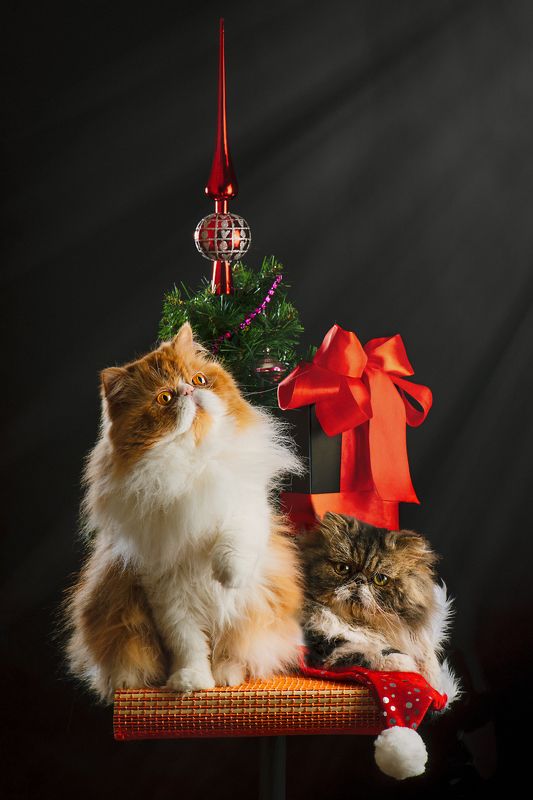 кот, праздник, подарки, ёлочка, Новый Год Новогодние подарки под ёлочкойphoto preview