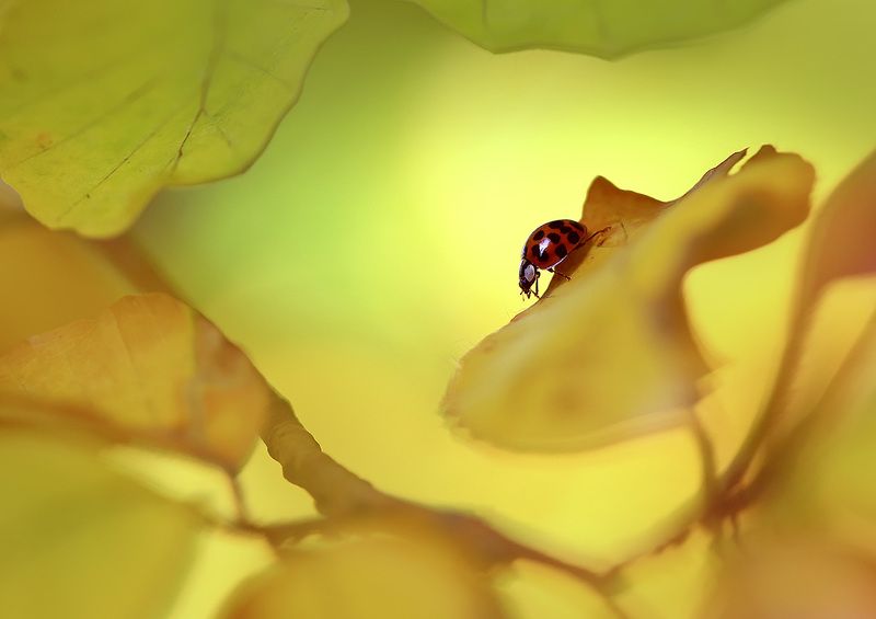 осень,листва,божья коровка. Краски осени.photo preview