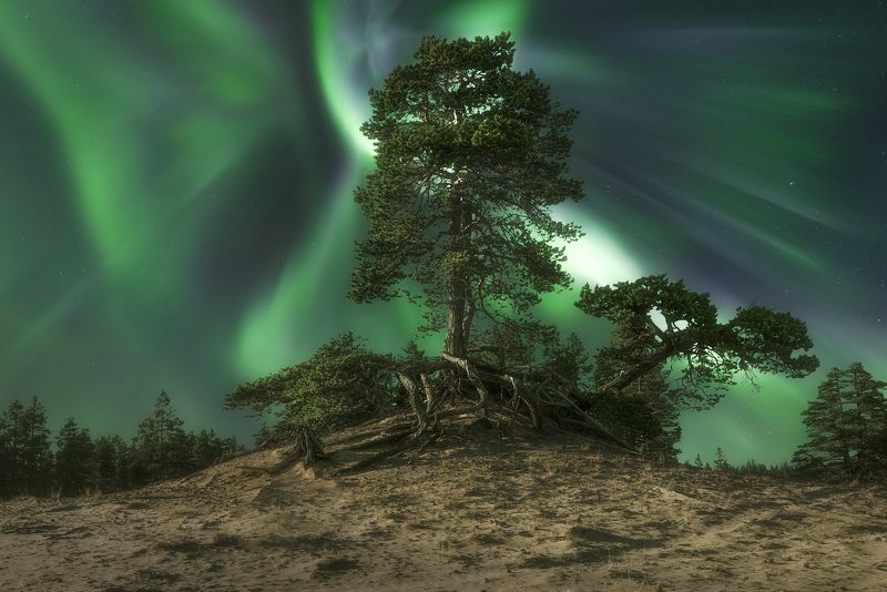 Северное сияние, Кольский полуостров, aurora Borealis В песках Кузомениphoto preview