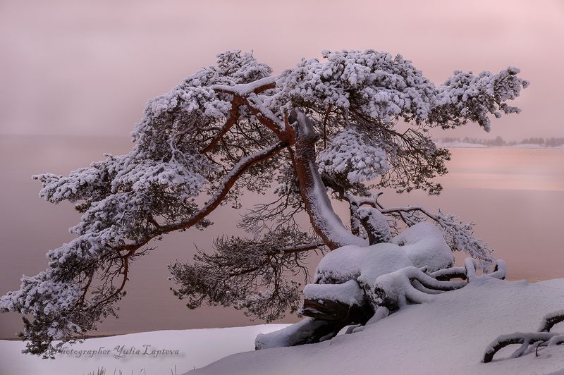 природа,сосна,карелия,красота,зима \