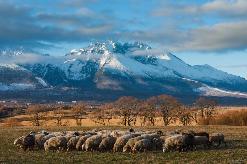 высоркие татры, словакия, татры, горы, европа, долина, попрад, попрадская долина, tatry, high tatras, tatras, poprad В Попрадской долинеphoto preview