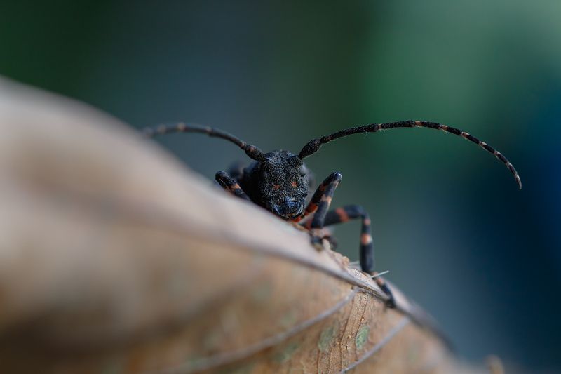 Усач..photo preview