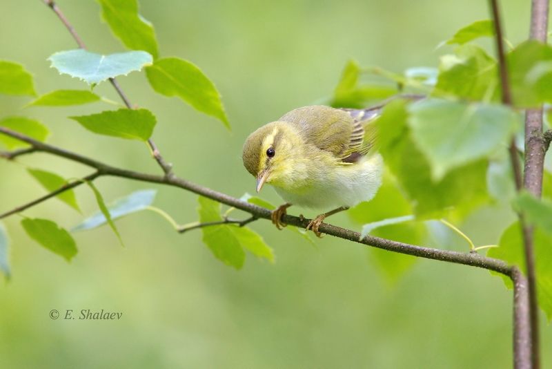 birds,phylloscopus sibilatrix,wood warbler,пеночка,пеночка-трещотка,птица,птицы,фотоохота \