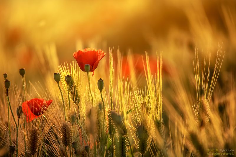 poppy barley flower nature light sunset macro Korea  poppy and barleyphoto preview