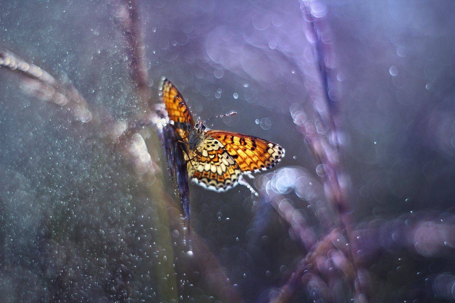 , Grzegorz macrofun Pazdyga